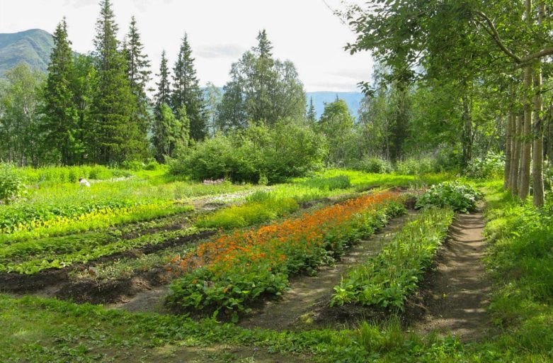 Sekolah di Kebun Raya: Botani Langsung dari Tanaman Asli
